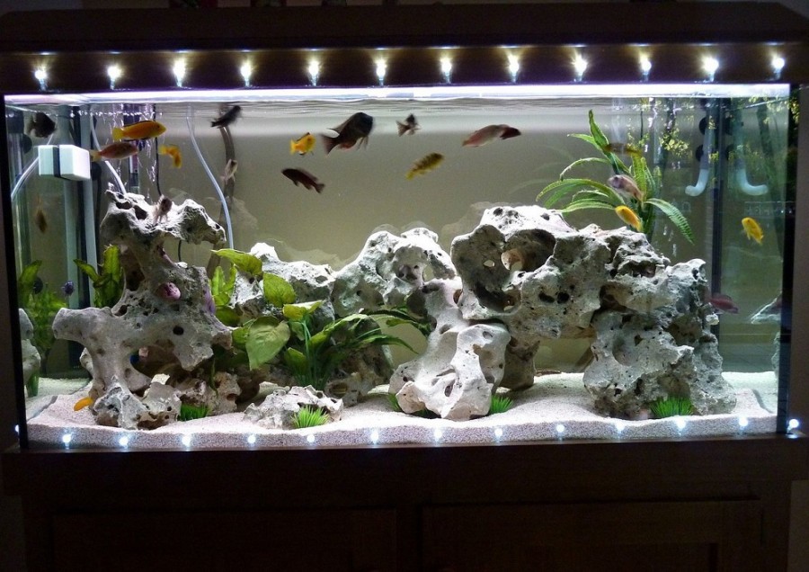 Аквариум своими руками: пошаговая инструкция как сделать красивый и надежный аквариум