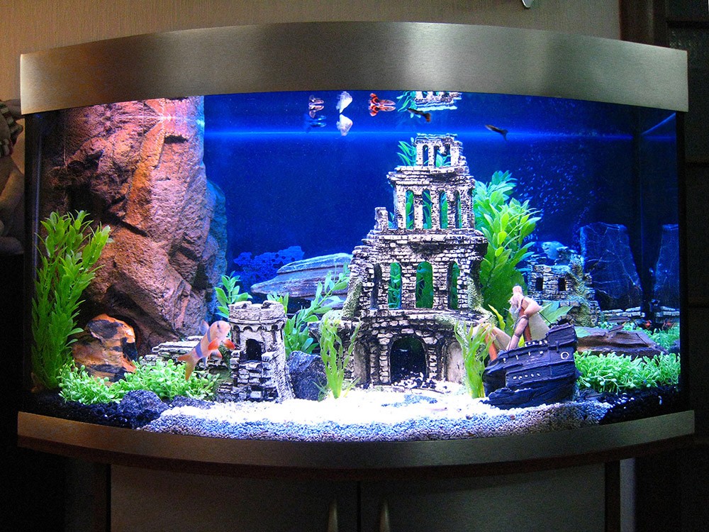 Аквариумные рыбки: инструкции как сделать аквариум и подобрать для него обитателей (80 фото)