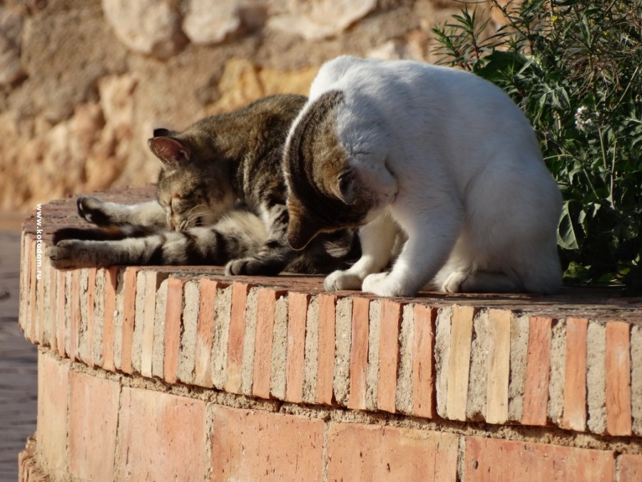 Блохи у кота: пошаговые инструкции как вывести насекомых в домашних условиях быстро и эффективно