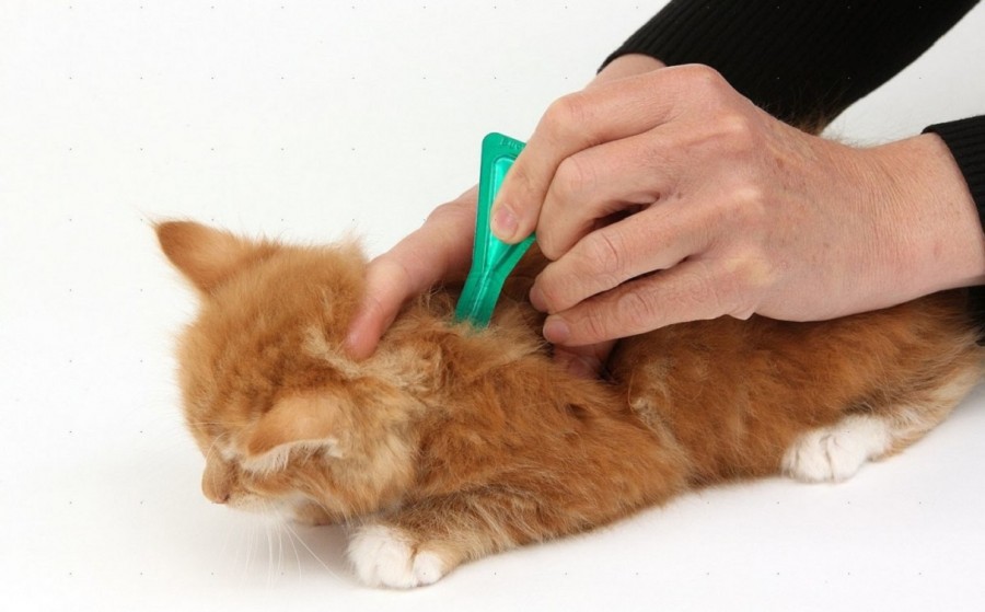Блохи у кота: пошаговые инструкции как вывести насекомых в домашних условиях быстро и эффективно