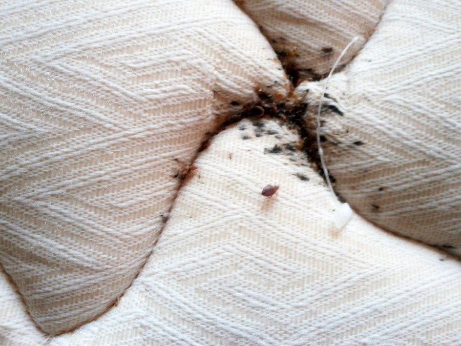 Борьба с насекомыми - как применяются ловушки и ловчие пояса. Инструкция по созданию ловушек своими руками (75 фото)