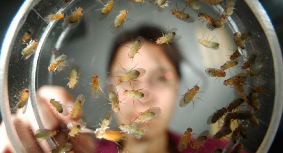 Борьба с насекомыми - как применяются ловушки и ловчие пояса. Инструкция по созданию ловушек своими руками (75 фото)