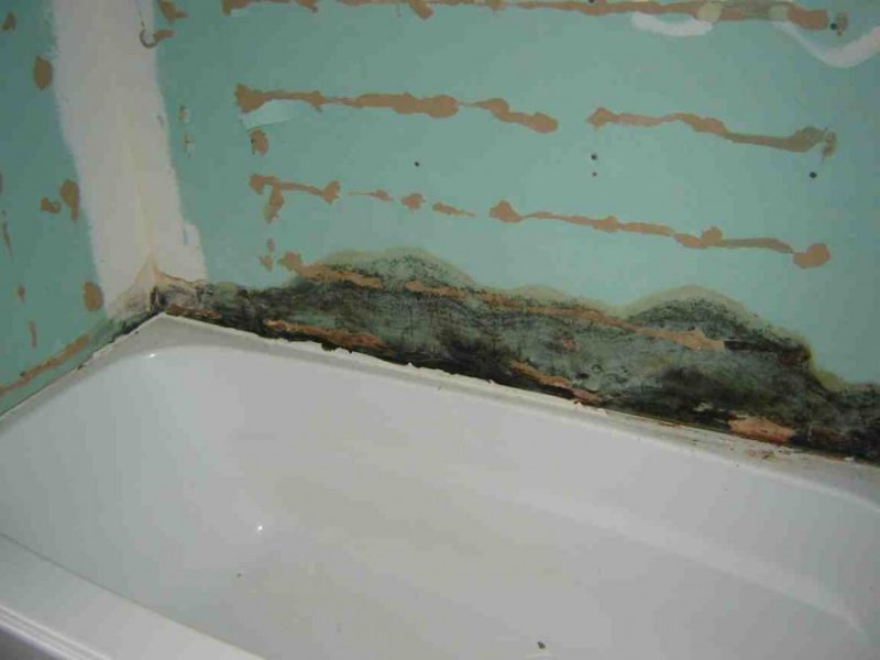 Грибок в ванной комнате: как вывести и навсегда избавиться от плесени и грибка своими руками