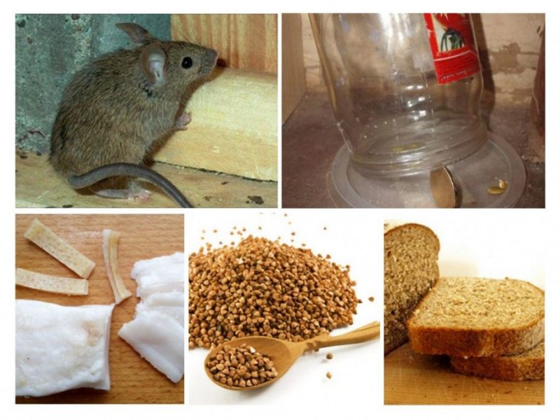 Как избавиться от мышей - обзор эффективных способов быстрого избавления от грызунов (80 фото)