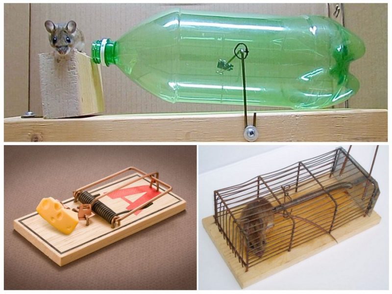 Как избавиться от мышей - обзор эффективных способов быстрого избавления от грызунов (80 фото)