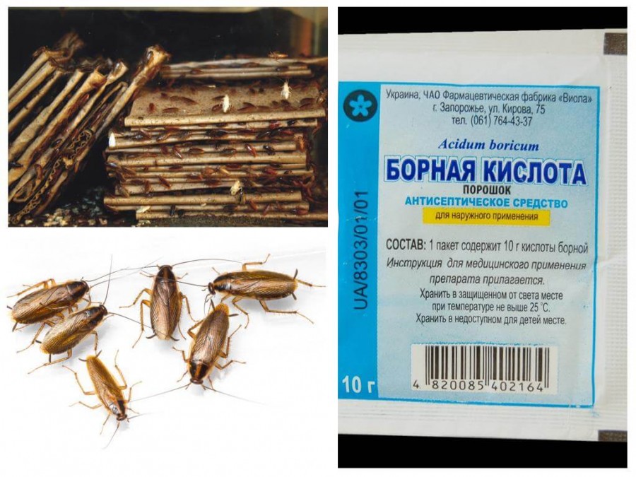 Как избавиться от тараканов: эффективные средства для быстрого и простого избавления от насекомых