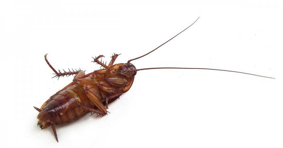Как избавиться от тараканов: эффективные средства для быстрого и простого избавления от насекомых