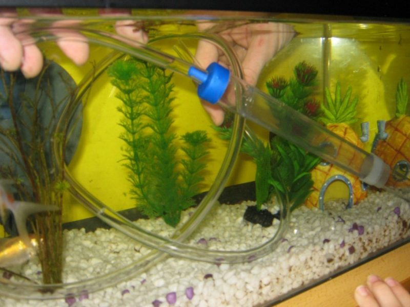 Как очистить аквариум - простая инструкция как правильно чистить домашний аквариум (90 фото)