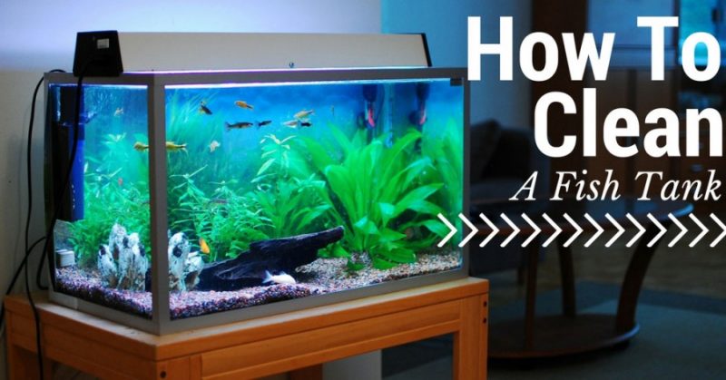 Как очистить аквариум - простая инструкция как правильно чистить домашний аквариум (90 фото)