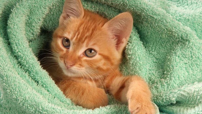 Как помыть кота: полезные советы, правила и рекомендации ухода за питомцем в домашних условиях (80 фото)