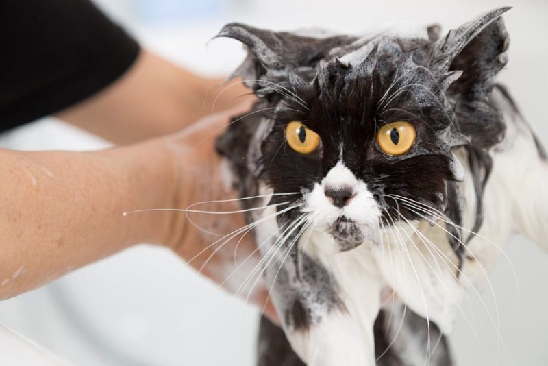 Как помыть кота: полезные советы, правила и рекомендации ухода за питомцем в домашних условиях (80 фото)