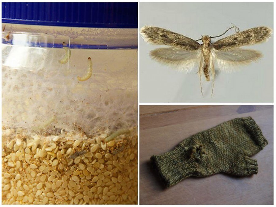 Моль в квартире - лучшие способы борьбы с насекомыми и методы выведения личинок