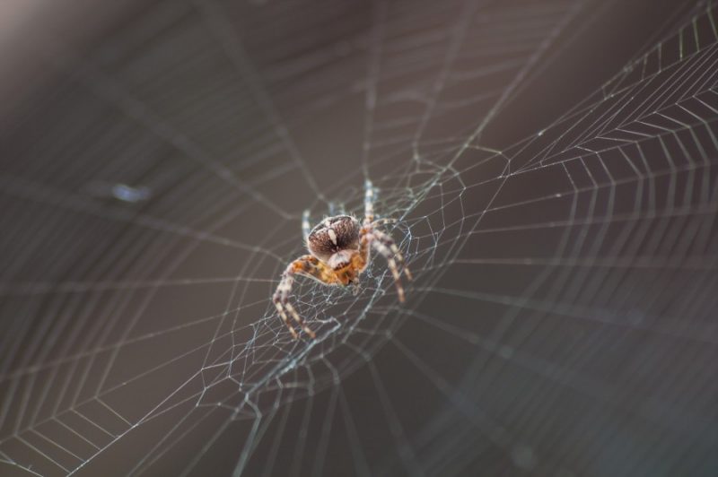 Паук в доме: как быстро избавиться от полезного насекомого и его паутины?