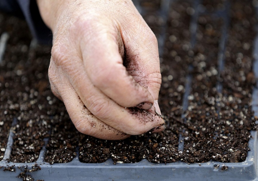 Рассада своими руками: способы выращивания и советы как подготовить место для рассады