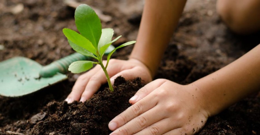 Рассада своими руками: способы выращивания и советы как подготовить место для рассады