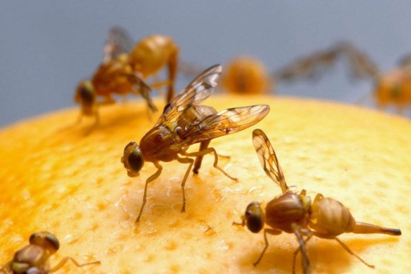 Средство от мух - основные способы борьбы и обзор самых эффективных методов (85 фото)