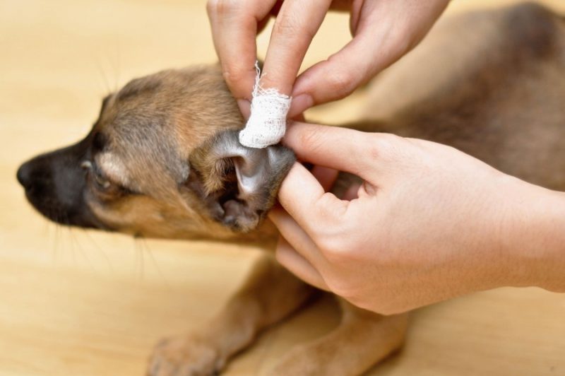 Как избавиться от запаха собаки - способы и средства избавления от неприятного запаха псины (75 фото)