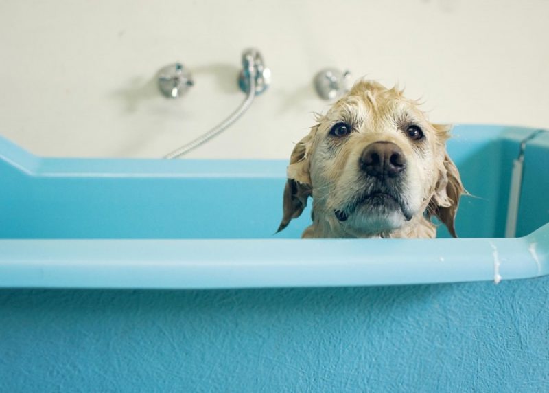 Как избавиться от запаха собаки - способы и средства избавления от неприятного запаха псины (75 фото)