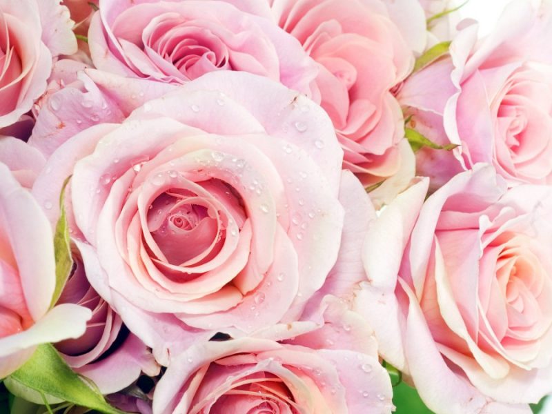 Как сохранить срезанные розы в вазе - 10 эффективных правил, как дольше сохранить цветы свежими